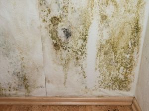 Mold growth on wall indicating water damage, highlighting the importance of leak detection and preventive maintenance in plumbing services.