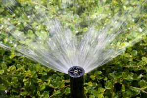 Sprinkler system watering lush green foliage, highlighting outdoor plumbing maintenance for spring.